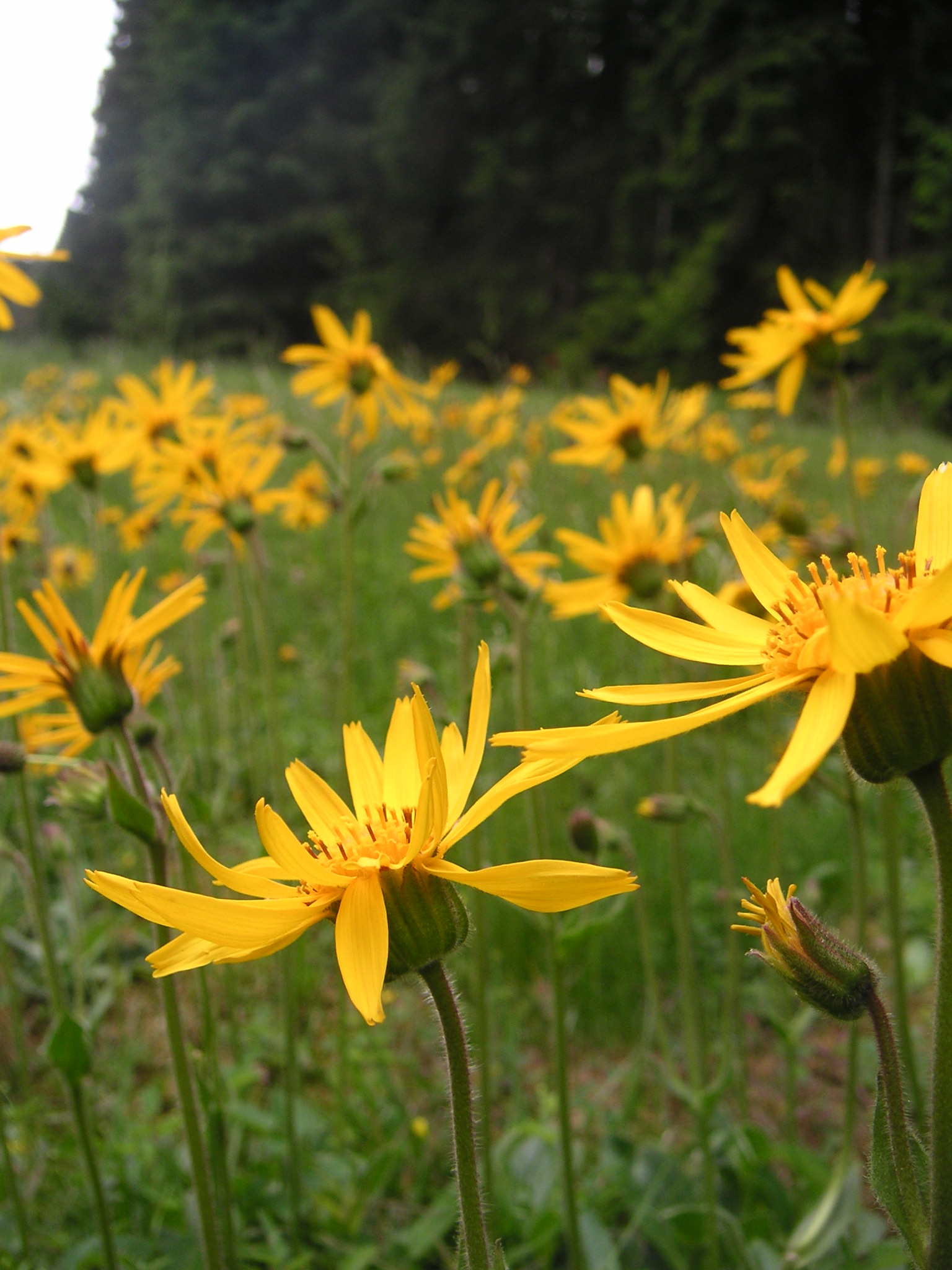 arnikablüten nahe rehau